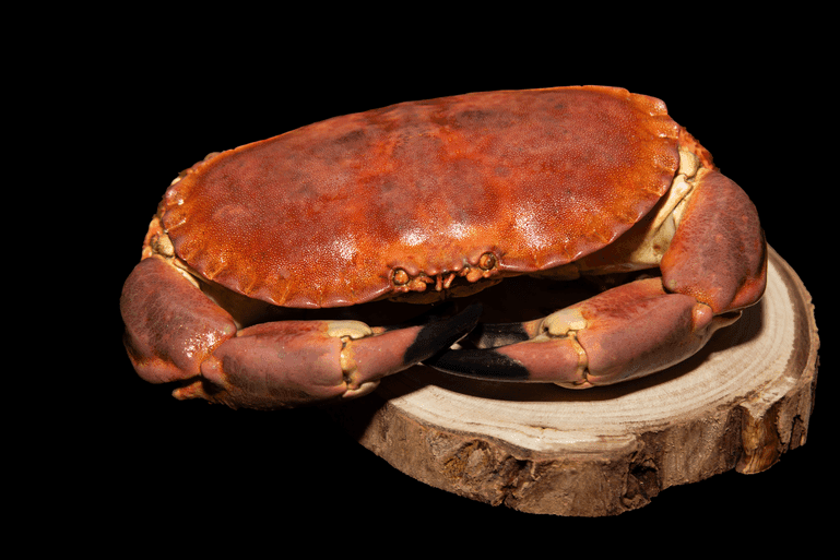 Buey de mar cocido de Mariscos Trelles, pieza de 700-900 g