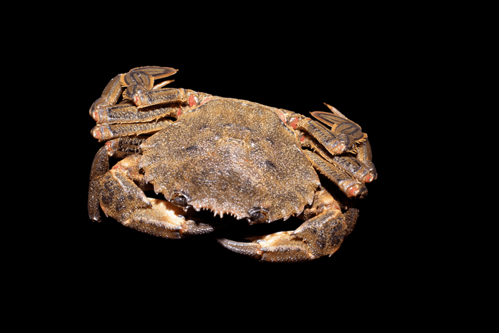 Nécora de Mariscos Trelles, pieza de 150 g