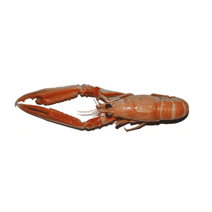 Cigala grande de Mariscos Trelles, 1kg