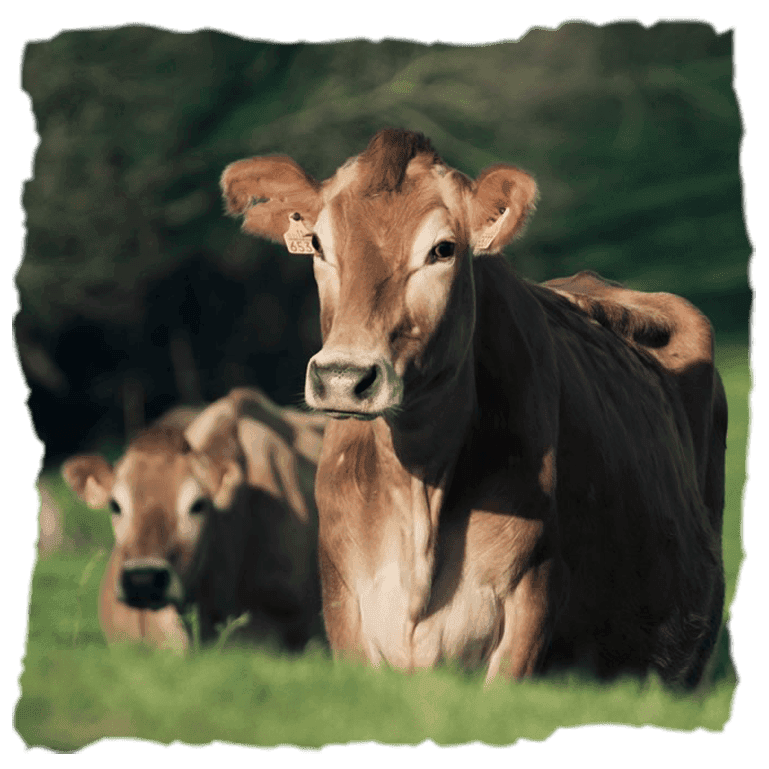 Dos vacas Jerseys de de Airas Moniz