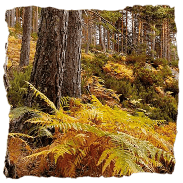 árboles en un bosque