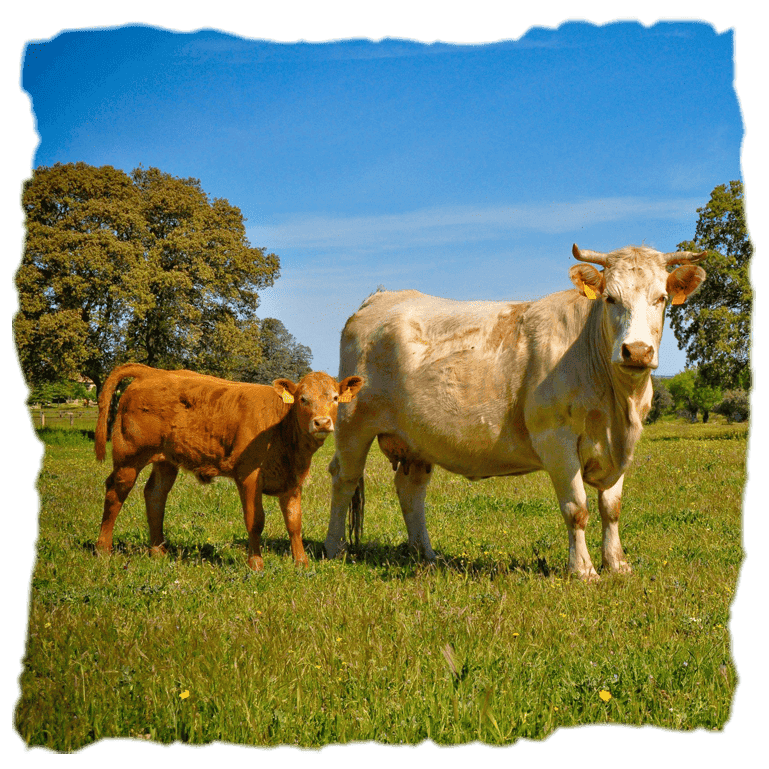 vacas en en césped