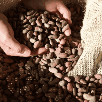 manos sostienen granos de cacao en un saco