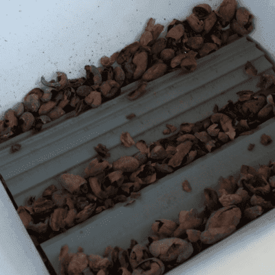 cesta con granos de cacao