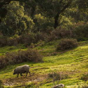 Fotografia de cerdos paseando por el campo