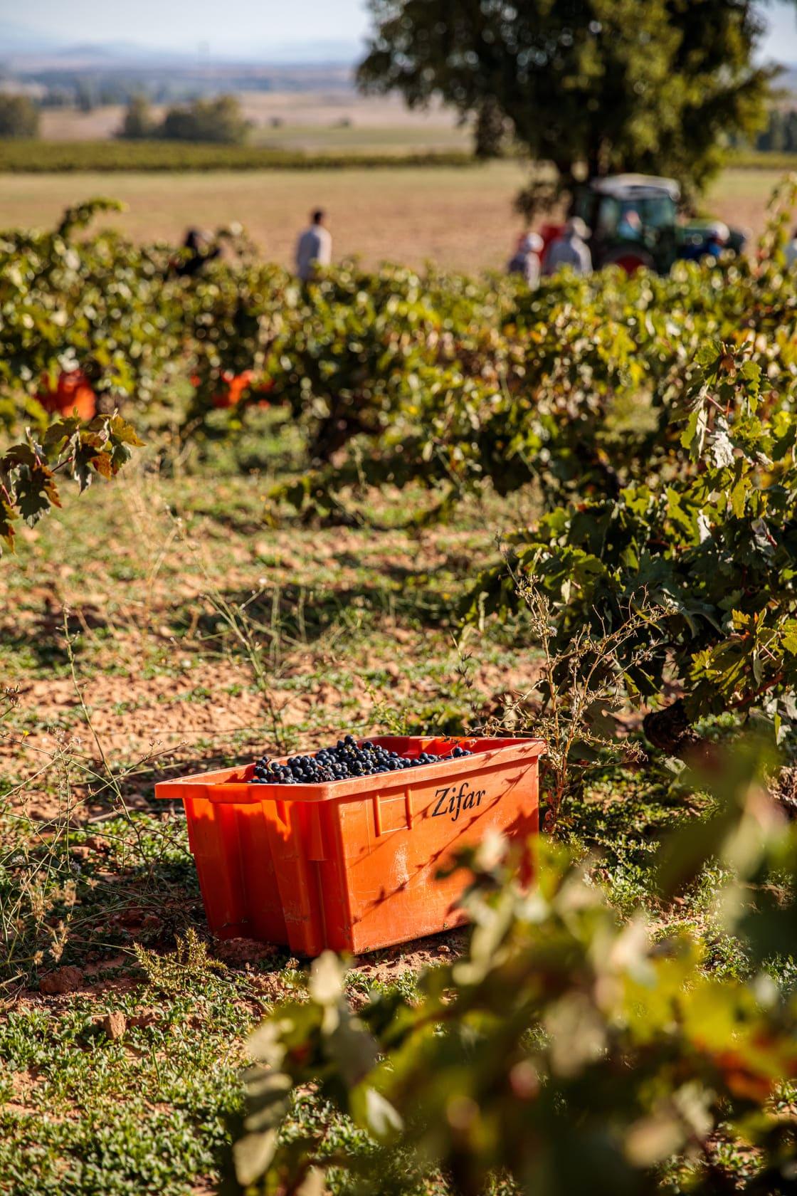 cultivo de uvas de Bodegas Zifar