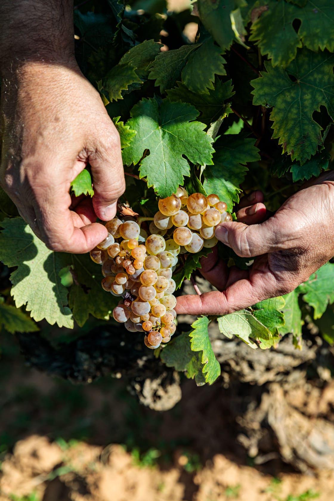 manos sosteniendo uvas