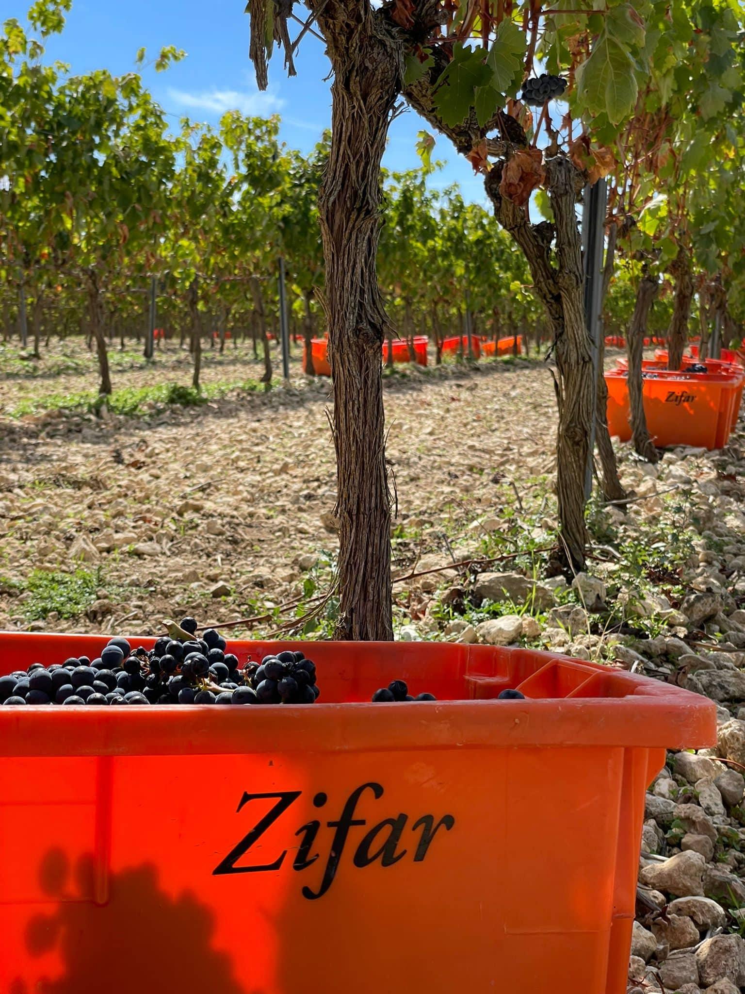 uvas en un viñedo Bodegas Zifar