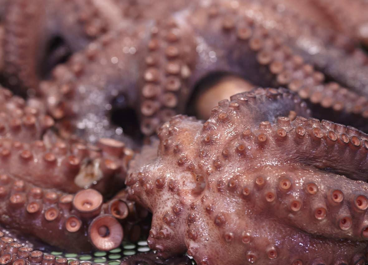 pulpo currimar