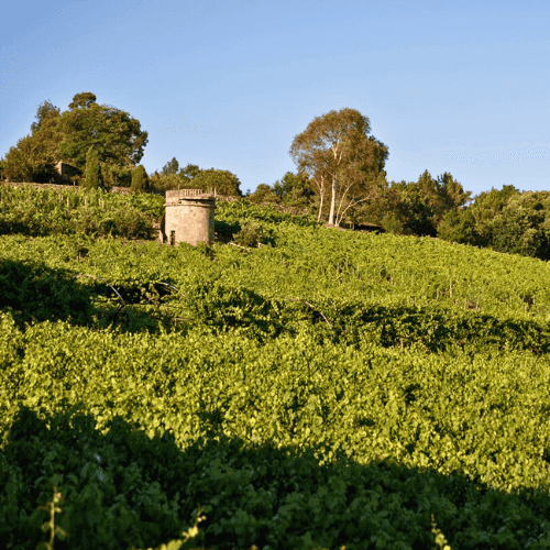 Paisaje de la bodega Pazo Casanova