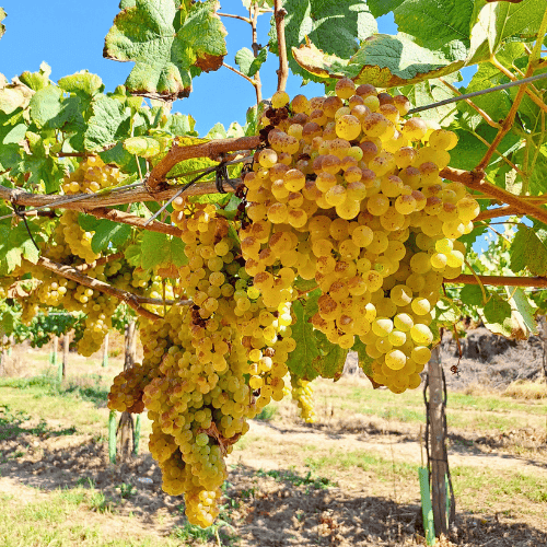 un racimo de uvas en un viñedo