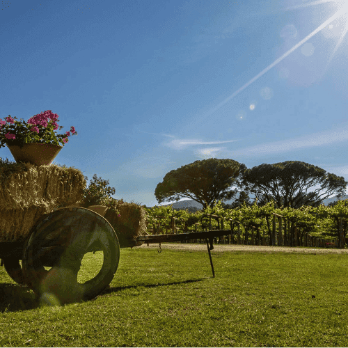 Bodega de Quinta de Couselo paisaje