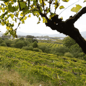 paisaje de la finca de Quinta de Couselo