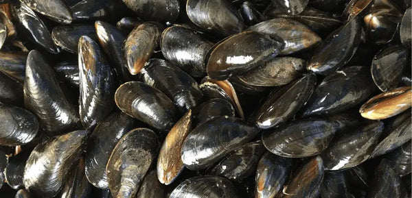 Estas son las propiedades y beneficios de los mejillones en escabeche que debes conocer