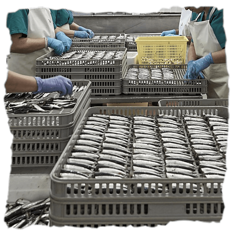 ¿Cómo elaboran las sardinillas en aceite de oliva de Los Peperetes?