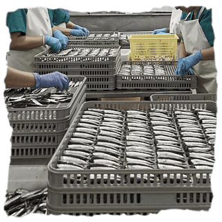 ¿Cómo elaboran las sardinillas en aceite de oliva de Los Peperetes?