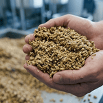 Manos sostienen el bagazo de cerveza para la producción del snack Bagazitos.