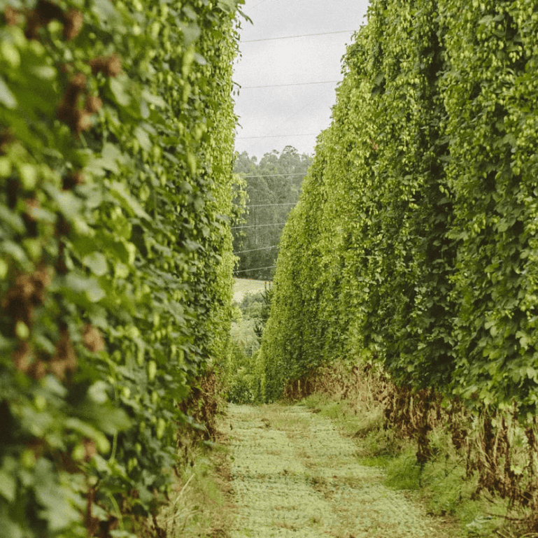 Paisaje en miradores ecológicos del Ecotour cervecero MEGA donde se dan charlas sobre conservación con un guía experto