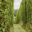 Paisaje en miradores ecológicos del Ecotour cervecero MEGA donde se dan charlas sobre conservación con un guía experto