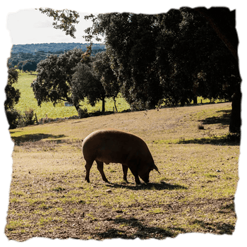 Cerdo ibérico de iHam criados en libertad como el rey de la dehesa para lograr un producto de alta calidad