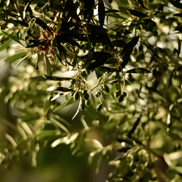 Olivos de la marca Embruxo cargados de aceitunas verdes creciendo al aire libre en los campos de Galicia.