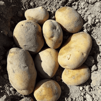 Cosecha de patatas de Fritas Guays que representa la excelencia gallega de A Limia, transformada mediante una fritura en sartén que conserva todo su carácter natural.