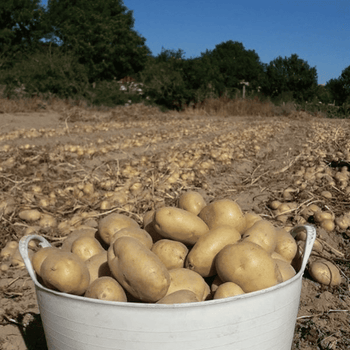 Elaboradas con el sello IXP Pataca de Galicia, las Patatas Fritas Guays con máxima calidad de la tierra en cada bocado.