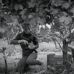 Trabajadora de Sanclodio realiza la Vendimia a mano en fincas separadas con selección rigurosa para equilibrar grado y frescura antes de la vinificación