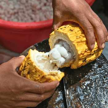Una persona abre un cacao para preparar el chocolate Pancracio que se hace de forma tradicional y con materiales de alta calidad