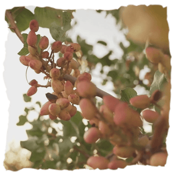Una planta de la Finca La Rosala con la que preparan frutos secos de alta calidad 