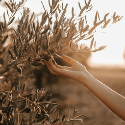 Árbol de olivas Embruxo, la marca impulsa la recuperación de la tradición olivera en Galicia colaborando mano a mano con agricultores locales para elaborar sus conservas de forma 100% artesanal.