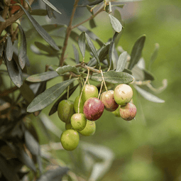 Detalle de las aceitunas verdes de la marca Embruxo en las ramas de un olivo al sol.