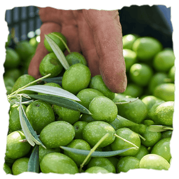 Cosecha de de aceitunas Sarasa, una emblemática marca española, reconocida por su alta calidad y variedad en la elaboración de aceitunas y encurtidos con aliños tradicionales e innovadores.