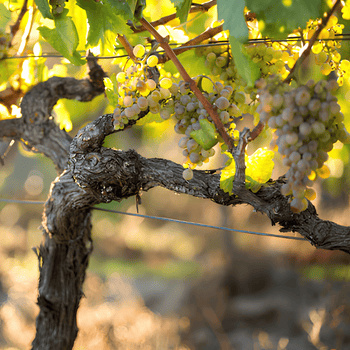 Uvas verdes de la Bodega Fragas do Lecer ubicada en la localidad de Vilaza, en la D.O. Monterrei.
