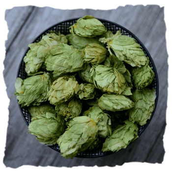 Lúpulo utilizado por la marca Espiga para producir cervezas naturales, creativas con un fuerte protagonismo de los lúpulos frescos.
