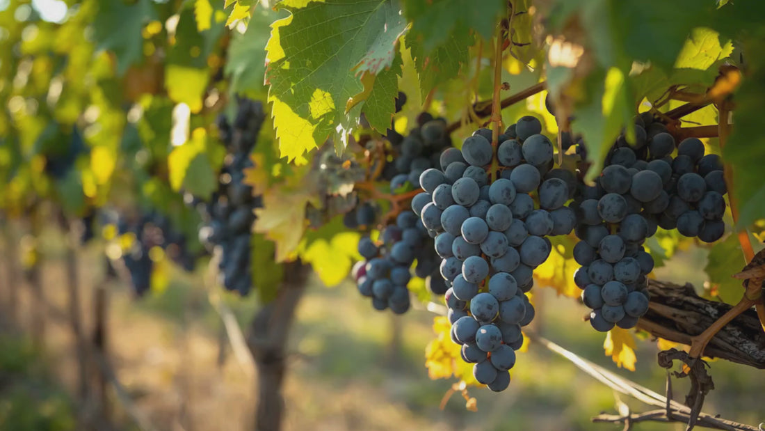 Racimo de uvas en un viñedo para la producción de vinos.