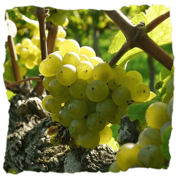 Uvas con las que se hace el Sanclodio que ofrece carácter único gracias al mosto flor y suelos graníticos de Ourense, con matices frutales y complejidad floral