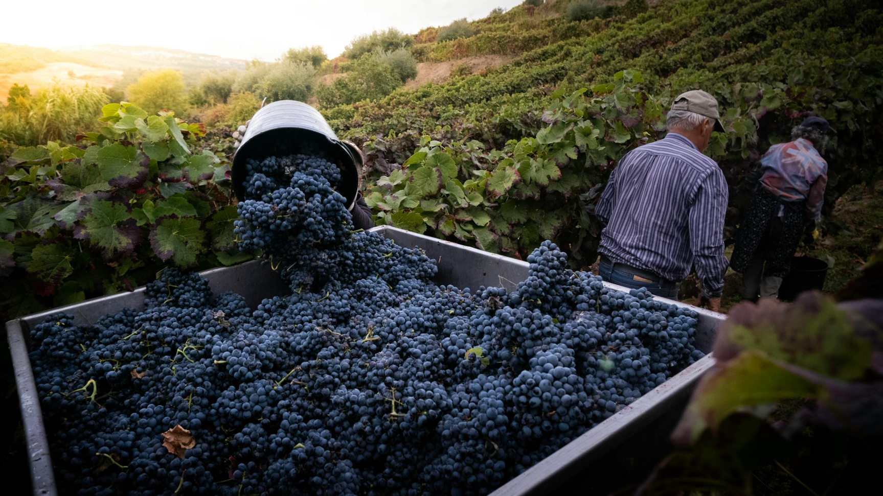 Un proyecto vitivinícola que agrupa bodegas históricas de Galicia para elaborar vinos de alta calidad con uvas autóctonas