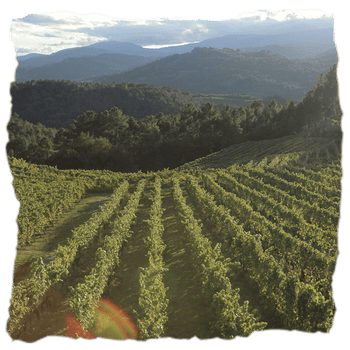 viñedo de Sanclodio, donde se produce este vino blanco granítico de Leiro, Ourense, con notas florales y un final largo que celebra la tradición centenaria