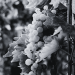 Cepas gallegas de Bodega Sanclodio en terrenos del siglo XV con control riguroso del rendimiento, priorizando calidad sobre cantidad y uvas propias